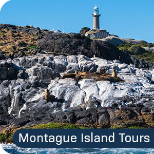 Narooma Montague Island Tour