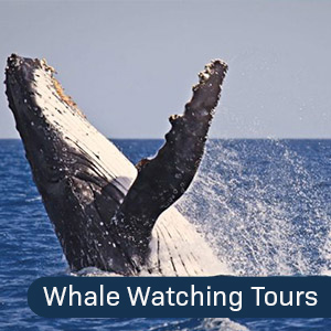 Whale Watching Tour Narooma
